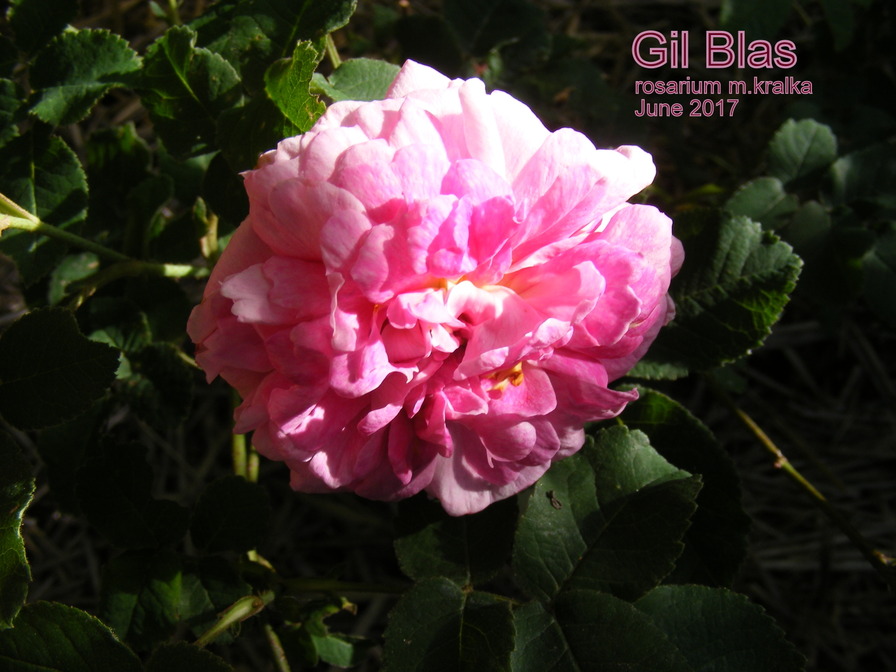 'Gil Blas (gallica, 1843)' rose photo