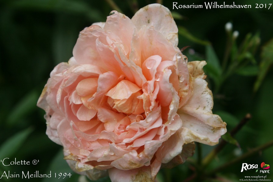 'Colette ® (hybrid tea, Meilland 1994)' rose photo