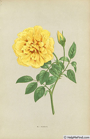 'Nankin (tea, Ducher, 1871)' rose photo