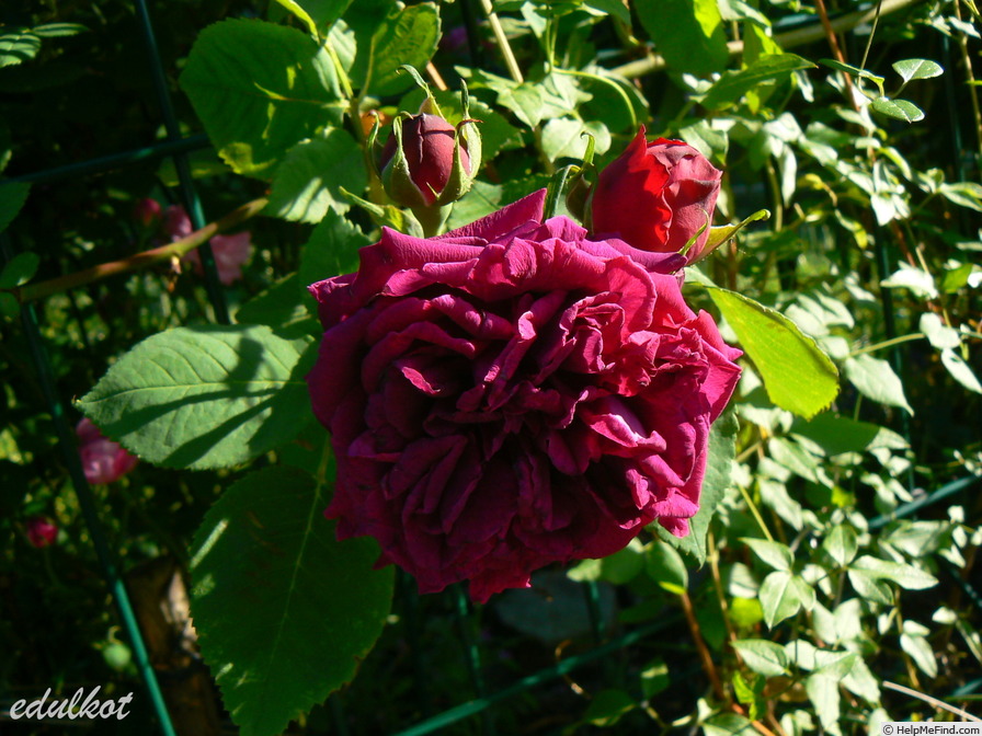'Souvenir d'Alphonse Lavallée' rose photo