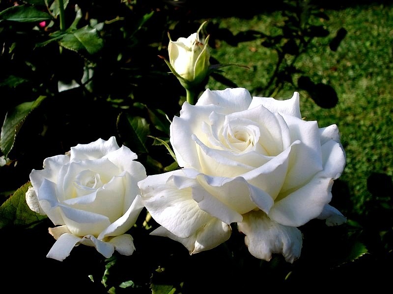 'Pape Jean Paul II ®' rose photo