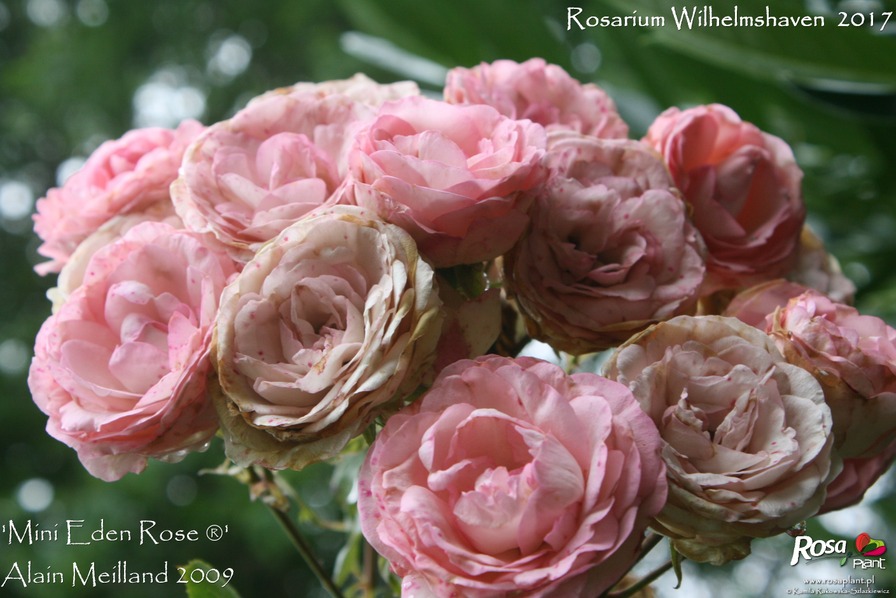 'Mini Eden Rose ®' rose photo