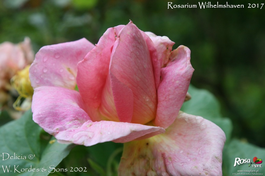 'Delicia ® (hybrid rugosa, Kordes, 2002)' rose photo