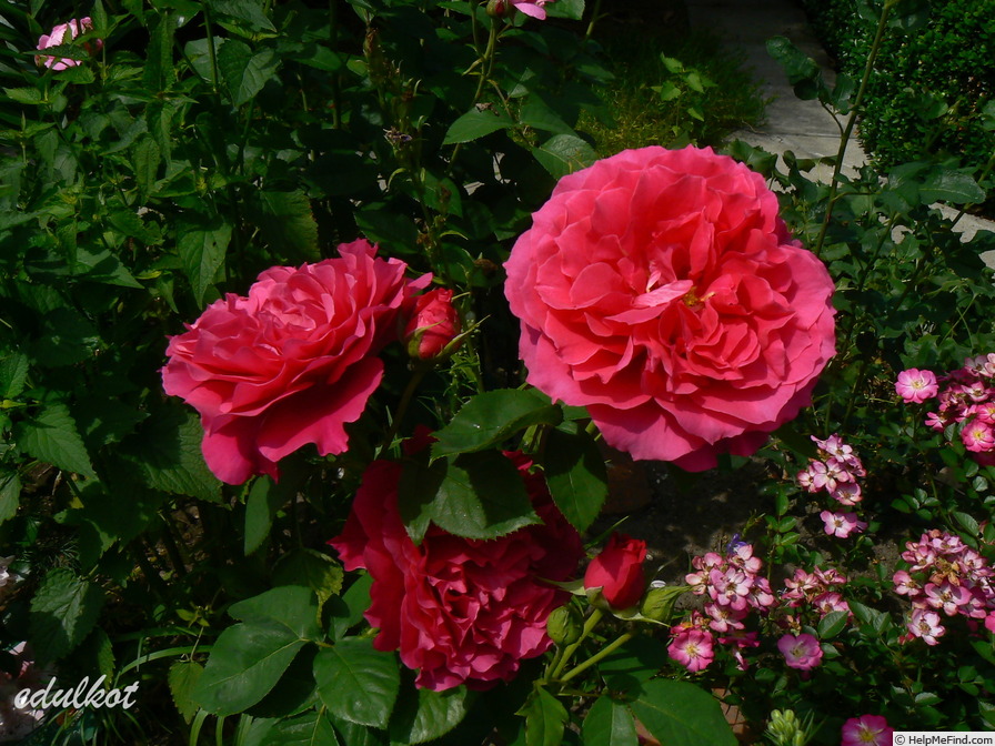 'Souvenir d'Edouard Maubert ®' rose photo
