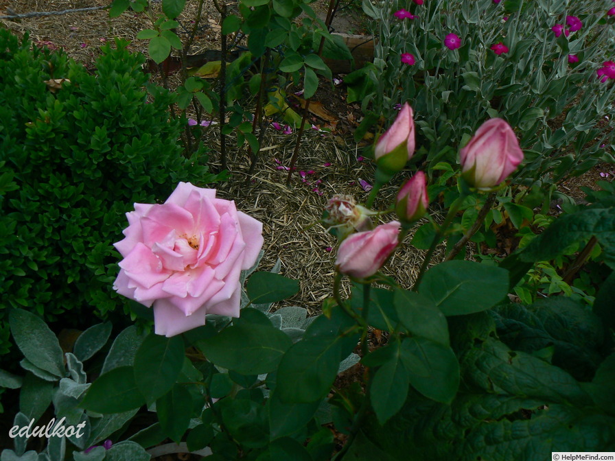 'Souvenir d'Émile Zola' rose photo