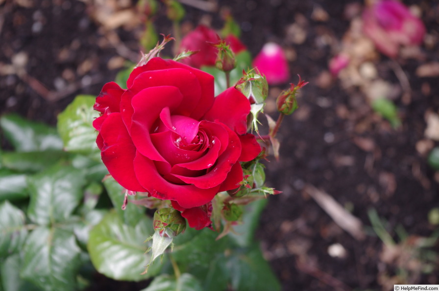 'Red Rhapsody' rose photo