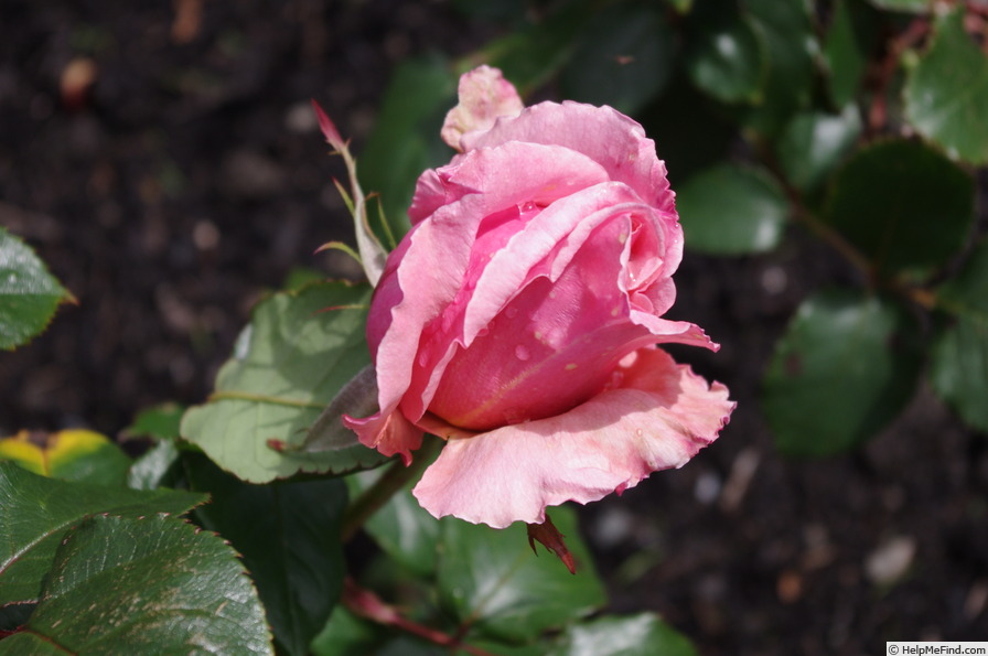 'Kirkcaldie' rose photo