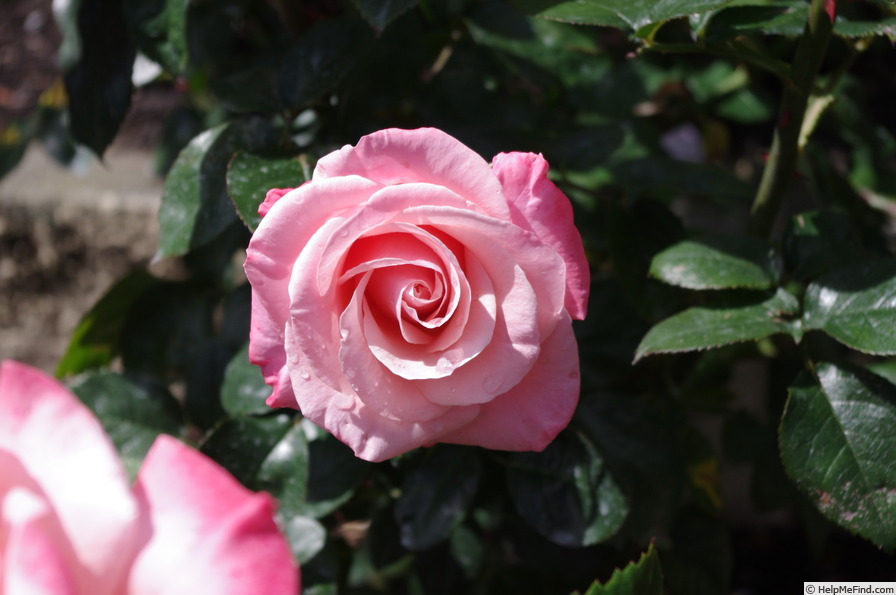 'Mary's Love' rose photo