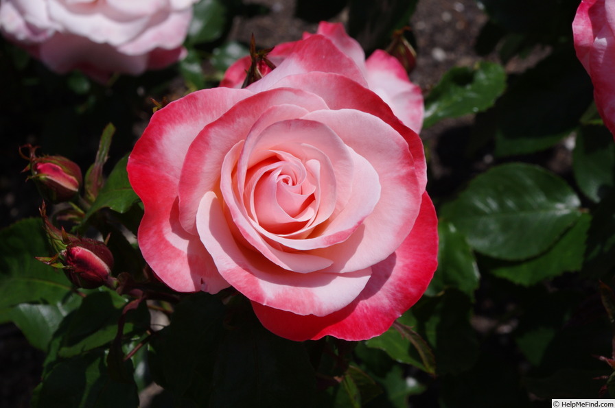 'Mary's Love' rose photo