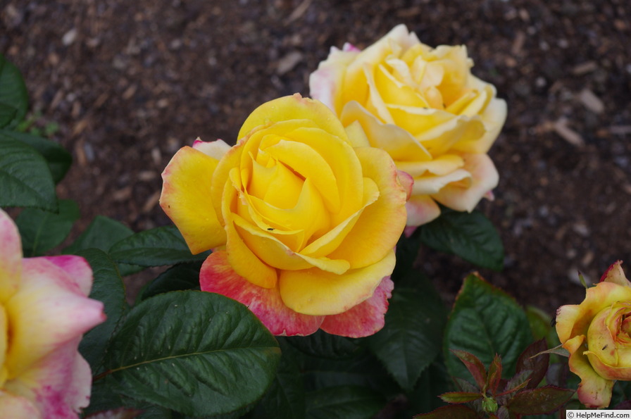 'Benson & Hedges Gold ®' rose photo