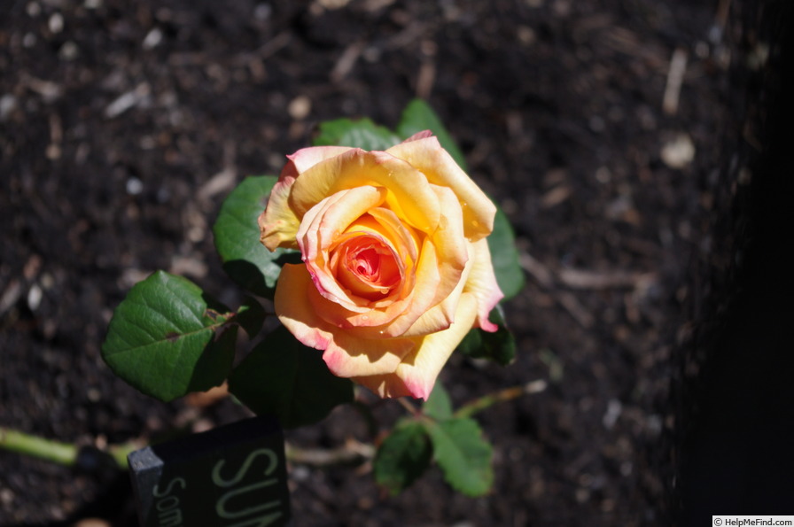 'Sunline (hybrid tea, Somerfield, 2006)' rose photo
