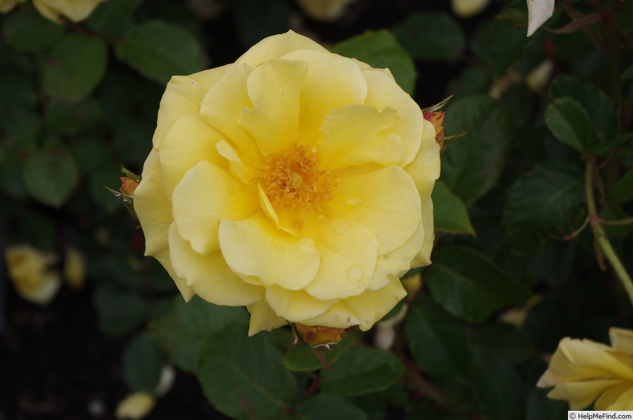 'Gisborne 2000' rose photo