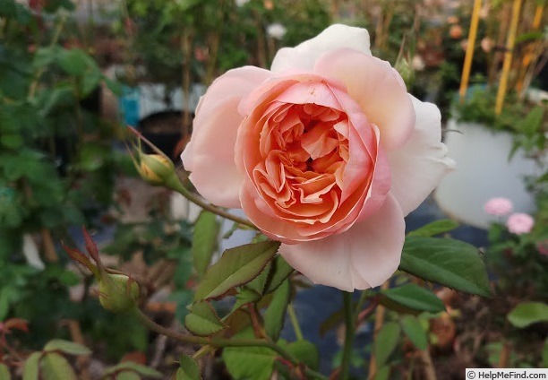 'MASkizu' rose photo