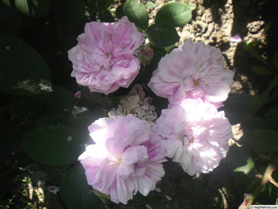 'Salet (Moss, Lacharme, 1854)' rose photo