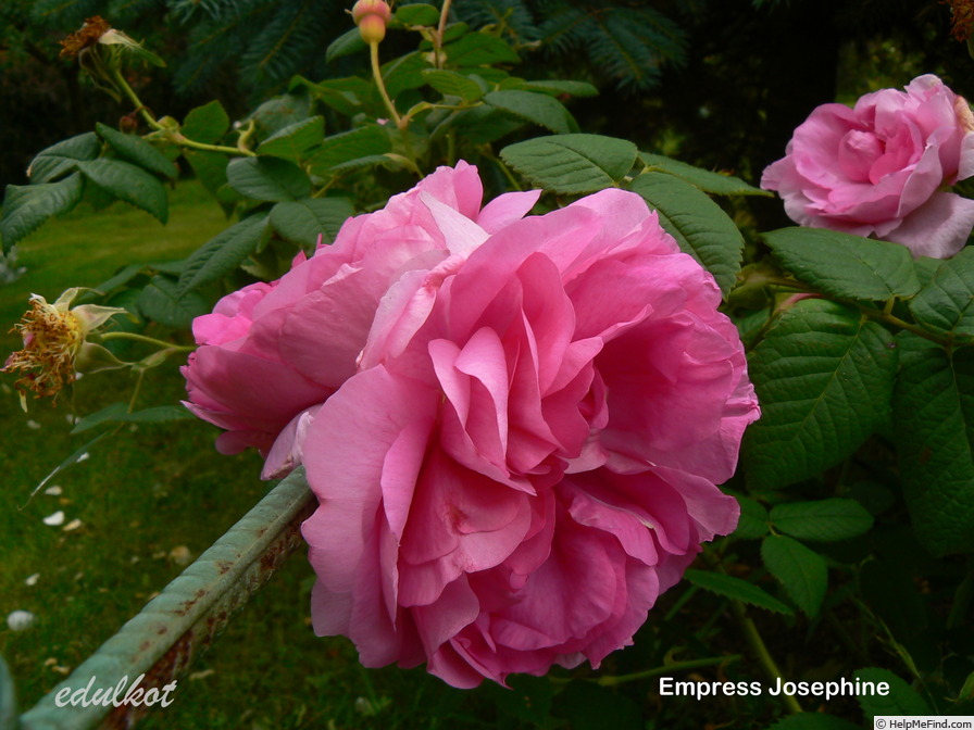 'Souvenir de l'Imperatrice Josephine' rose photo