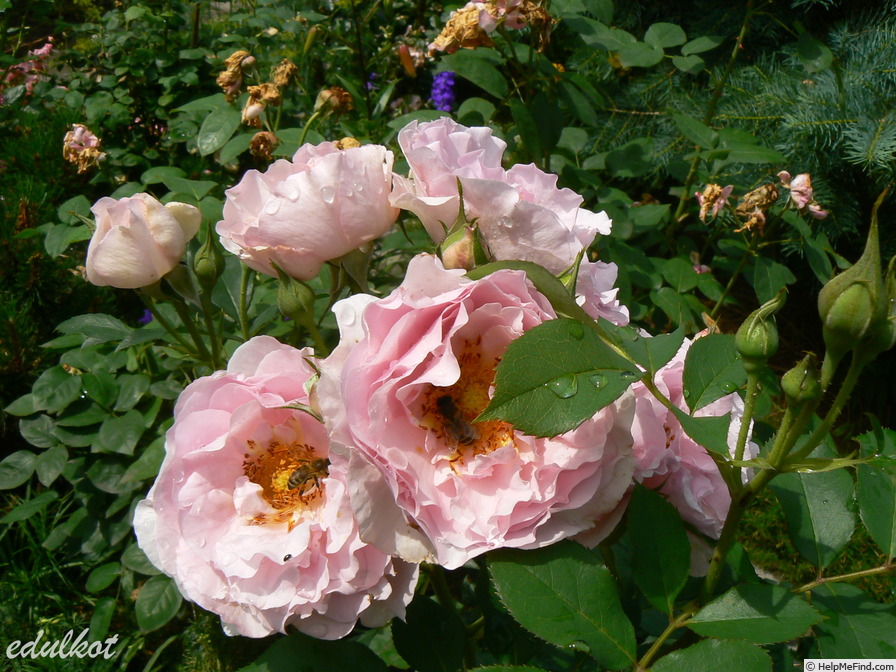 'Souvenir de Louis Amade ®' rose photo