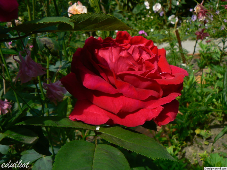 'Souvenir de Madame Boll' rose photo