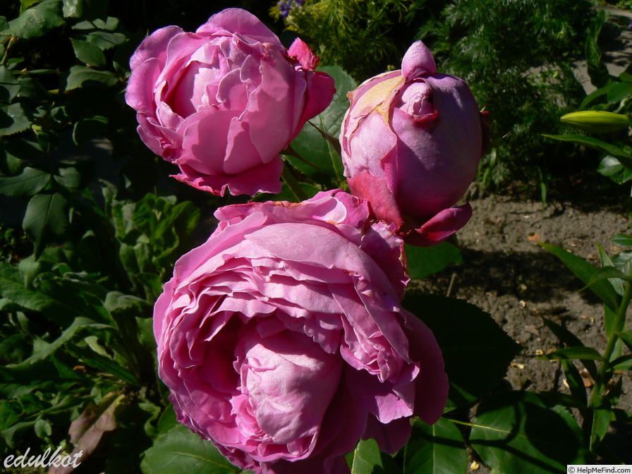 'Souvenir de Pierre Sionville' rose photo