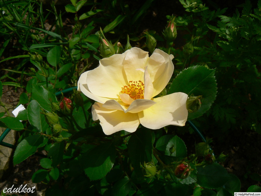 'Souvenir de Rose-Marie' rose photo