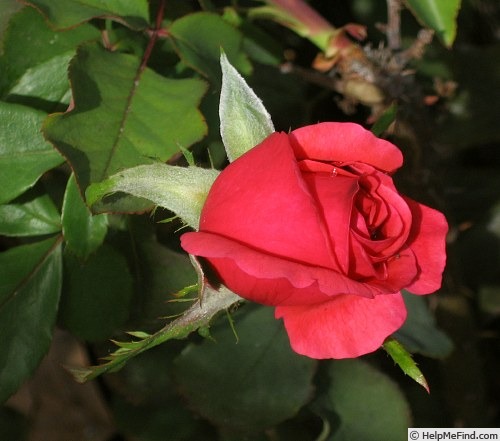 'Dean Collins' rose photo