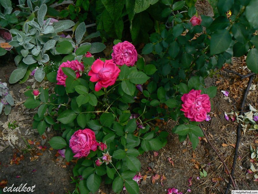 'Souvenir du Rosiériste Gonod' rose, click to enlarge 'Souvenir du Rosiériste Gonod' rose photo