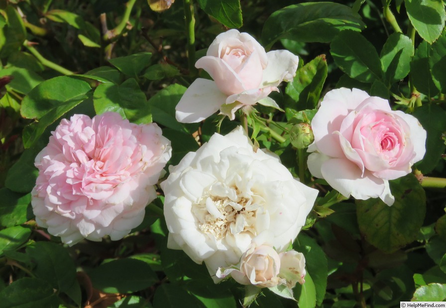 'Clothilde Soupert (polyantha, Soupert & Notting 1888)' rose photo