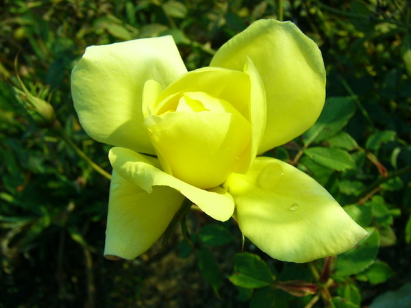 'Blythe Spirit ®' rose photo