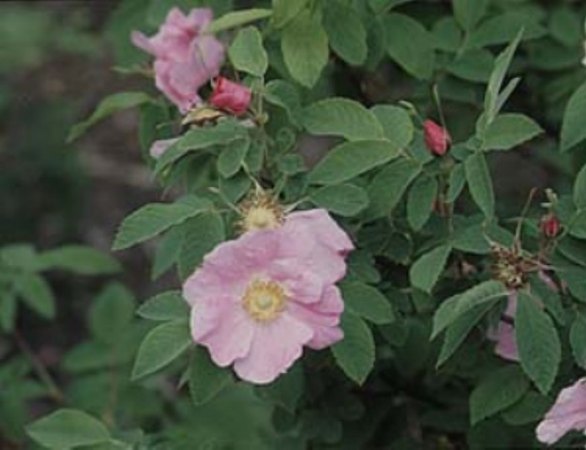 '<i>Rosa marretii</i> H.Lév. synonym' rose photo