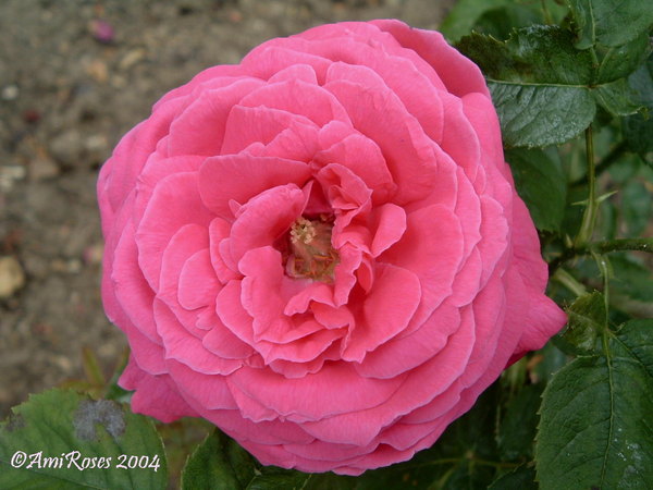 'Anne' rose photo