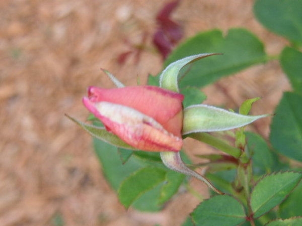 'Serendipity (shrub, Buck, 1978)' rose photo