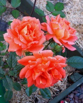 'Joycie' rose photo