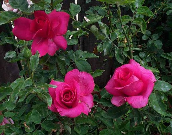 'Rina Hugo' rose photo