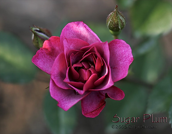 'Sugar Plum (miniature, Moore, 1994)' rose photo