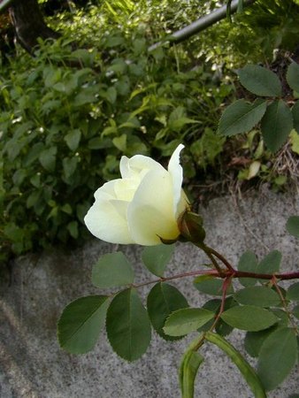 'Schloss Seusslitz' rose photo