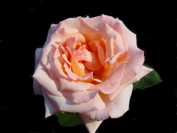 'Compassion ® (Large-Flowered Climber Harkness, 1972)' rose photo