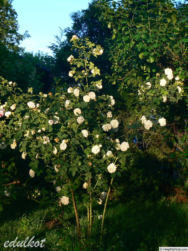 'Blanche de Belgique' rose photo