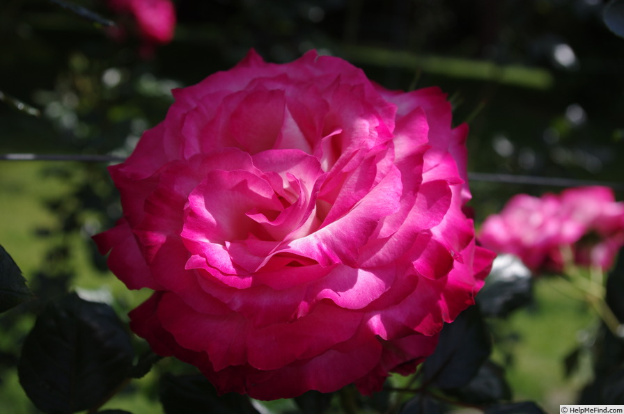 'Te Awamutu Centennial' rose photo