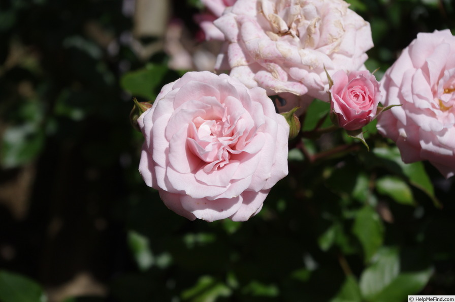 'Rexy's Baby' rose photo