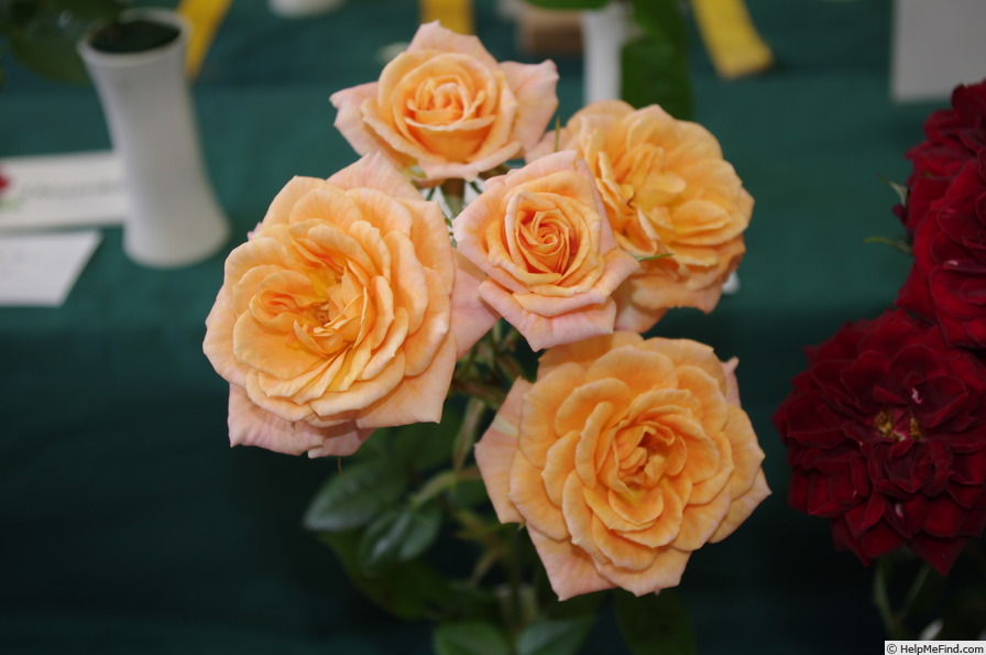 'Celtic Honey' rose photo