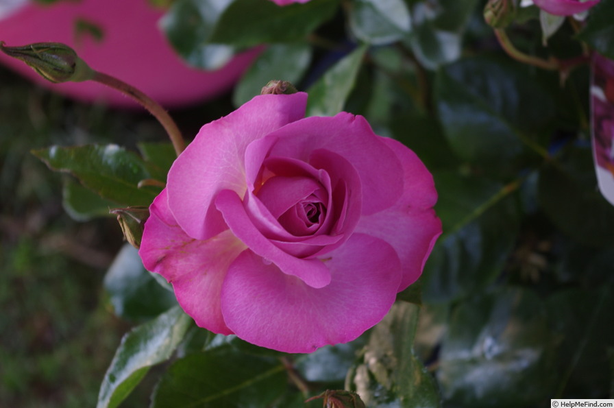 'Pacific Glory' rose photo