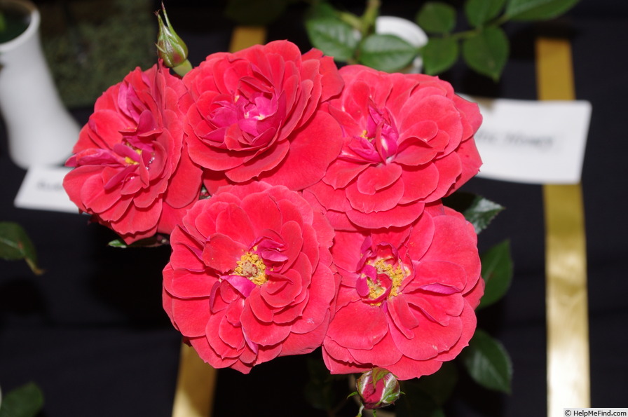 'Kaikoura ®' rose photo