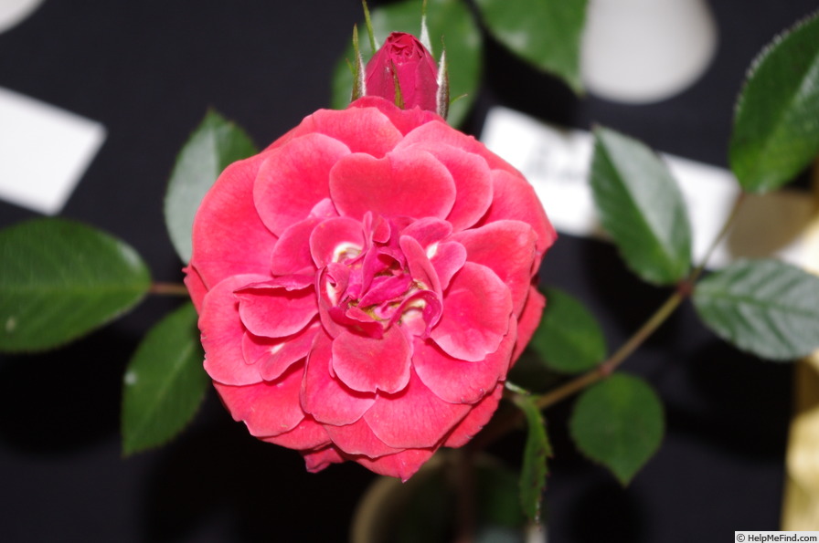 'Kaikoura ®' rose photo