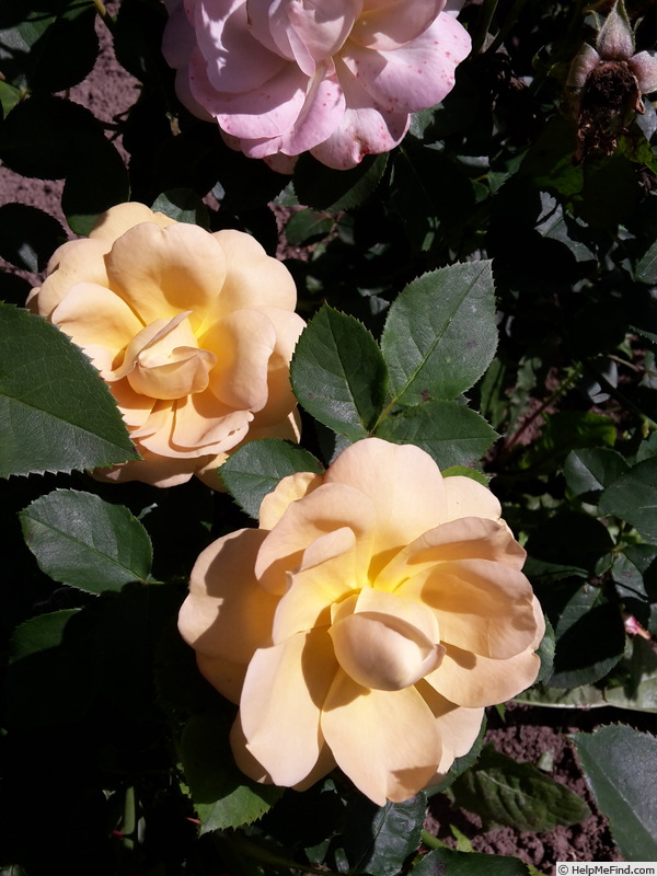 'Rehbrunnen' rose photo