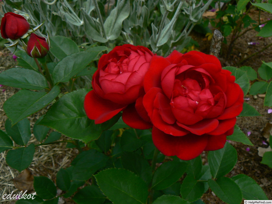 'Capricia™' rose photo