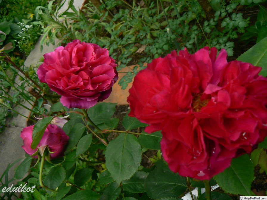 'Erinnerung an Schloss Scharfenstein' rose, click to enlarge 'Erinnerung an Schloss Scharfenstein' rose photo