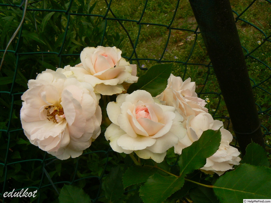 'Eva-Marie' rose photo