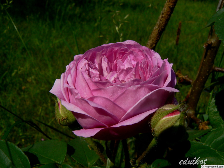 'Forstmeisters Heim' rose photo