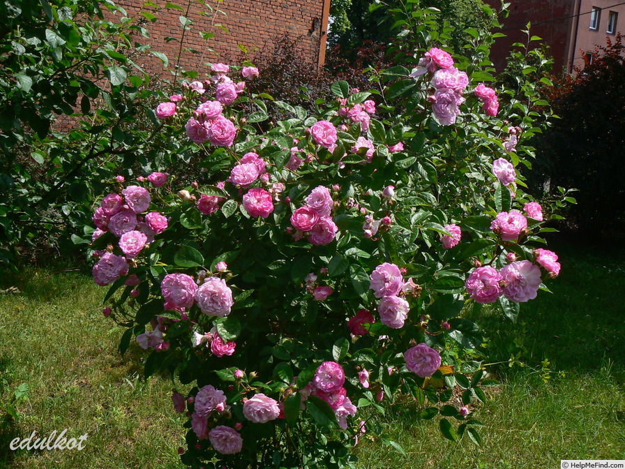'Geschwind's Nordlandrose II' rose photo