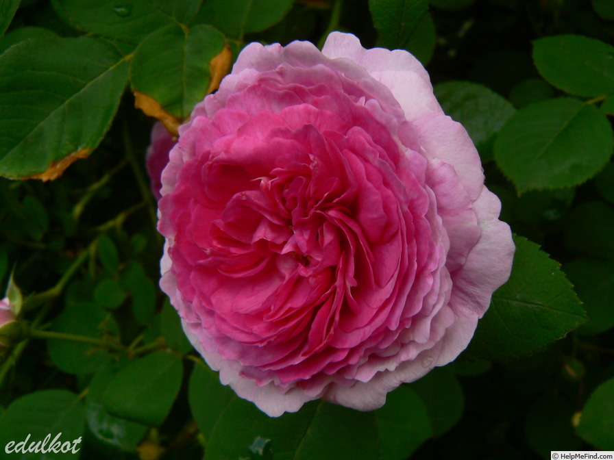 'Geschwinds Orden' rose photo