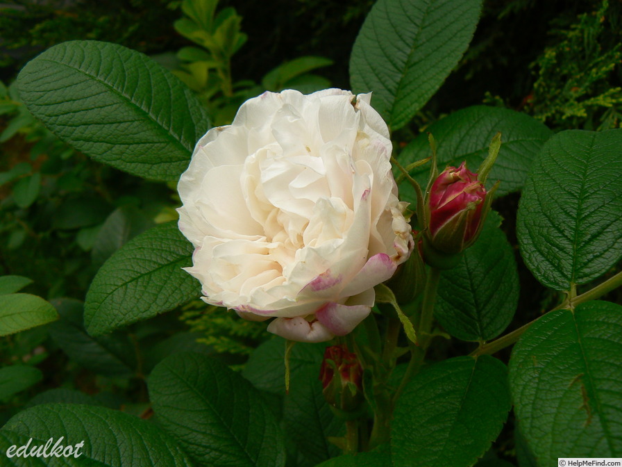 'Louise Bugnet' rose photo